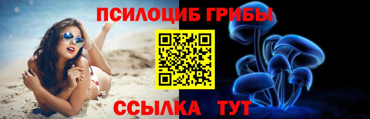 Псилоцибиновые грибы Psilocybe Камышлов
